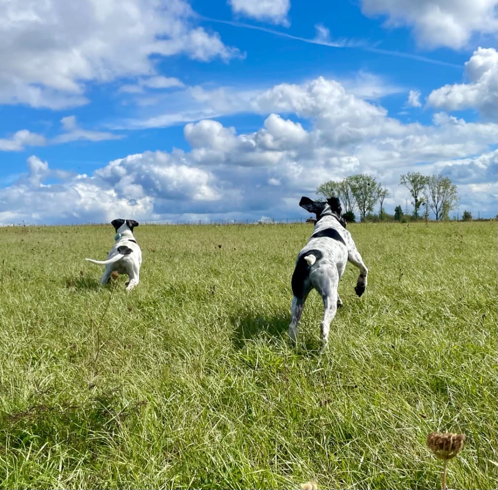 Hund nach Behandlung von Hundephysiotherapeutin Valerie Conrad